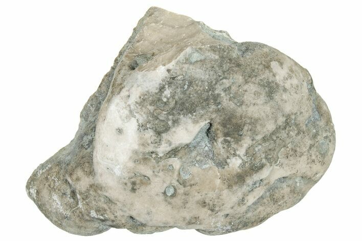 Ordovician Chaetetid Sponge (Solenopora) Fossil - Kentucky #270375